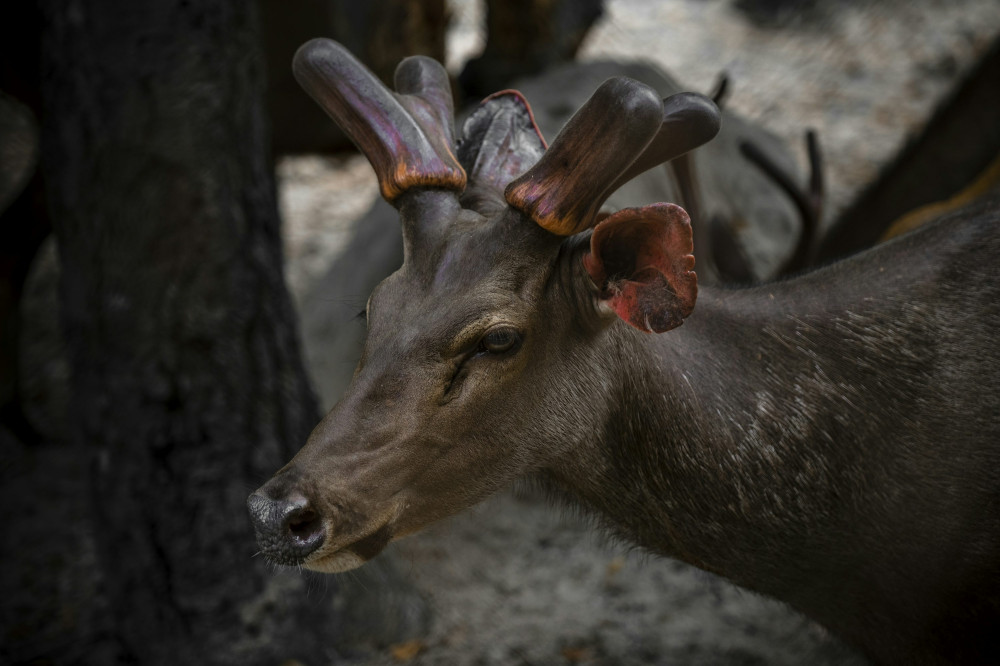 Jeg opdagede hemmeligheden bag Deerhunter - du vil ikke tro det!